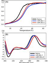 Synthesis of Novel MicroRNA-30c Analogs to Reduce Apolipoprotein B Secretion in Human Hepatoma Cells