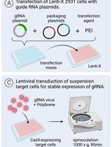 用于癌症遗传依赖性功能验证的阵列式 CRISPR/Cas9 筛选