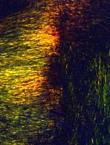 Cell-derived Matrix Assays to Assess Extracellular Matrix Architecture and Track Cell Movement 