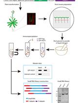 通过根细胞层特异性 GFP-AGO1 的免疫沉淀分析拟南芥根中单细胞类型特异性 MicroRNAs