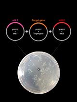 使用Brick into the Gateway (BiG) 实验方法快速克隆细菌基因