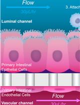 Safety Profiling of Tumor-targeted T Cell–Bispecific Antibodies with Alveolus Lung- and Colon-on-Chip