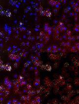 Quantitative Analysis of Gene Expression in RNAscope-processed Brain Tissue