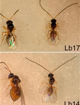 Parasitoid Wasp Culturing and Assay to Study Parasitoid-induced Reproductive Modifications in Drosophila