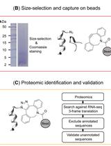 BONCAT-based Profiling of Nascent Small and Alternative Open Reading Frame-encoded Proteins