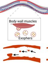 Preparation of <em>Caenorhabditis elegans</em> for Scoring of Muscle-derived Exophers