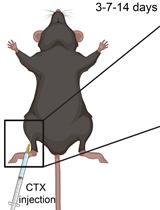 Myonecrosis Induction by Intramuscular Injection of CTX