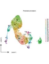 使用小鼠胸腺上皮细胞进行基于液滴的单细胞 ATAC 测序的样品制备和综合数据分析