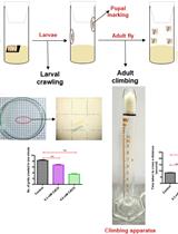 A Reliable and Consistent Method to Quantify Percent Lethality and Life Span in <em>Drosophila melanogaster</em>