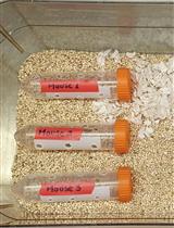 Establishment of Restraint Stress–induced Anorexia and Social Isolation–induced Anorexia Mouse Models