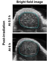 Preparation and Characterization of DNA-assembled GRS-DNA-CuS Nanodandelions