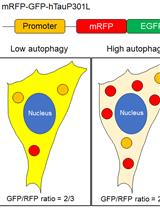 Methods to Detect AUTOphagy-Targeting Chimera (AUTOTAC)-mediated Targeted Protein Degradation in Tauopathies