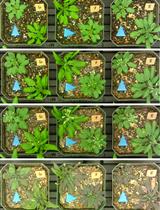 用树莓派和延时摄影评估植物抗旱性