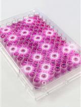 Rapid Multiplexed Flow Cytometric Validation of CRISPRi sgRNAs in Tissue Culture