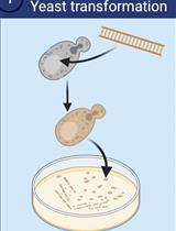 Lysate-to-grid: Rapid Isolation of Native Complexes from Budding Yeast for Cryo-EM Imaging