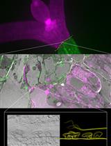 Targeting Ultrastructural Events at the Graft Interface of Arabidopsis thaliana by A Correlative Light Electron Microscopy Approach