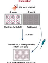 Measurement of Secreted Embryonic Alkaline Phosphatase