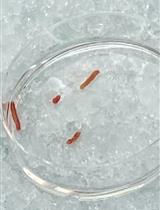 从人速冻肝组织中分离细胞核用于单核 RNA 测序