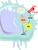 Continuous Measurement of Reactive Oxygen Species Formation in Bacteria-infected Bone Marrow–derived Macrophages Using a Fluorescence Plate Reader