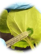 Assay for Phytaspase-mediated Peptide Precursor Cleavage Using Synthetic Oligopeptide Substrates