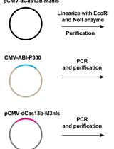 基于 CRISPR 的 RNA 修饰的时间控制位点特异性编辑策略