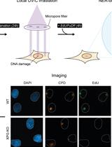 Unscheduled DNA Synthesis at Sites of Local UV-induced DNA Damage to Quantify Global Genome Nucleotide Excision Repair Activity in Human Cells