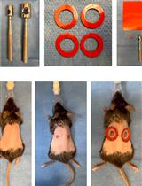 Protocol for the Splinted, Human-like Excisional Wound Model in Mice