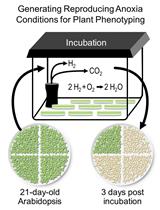 Generating Reproducing Anoxia Conditions for Plant Phenotyping