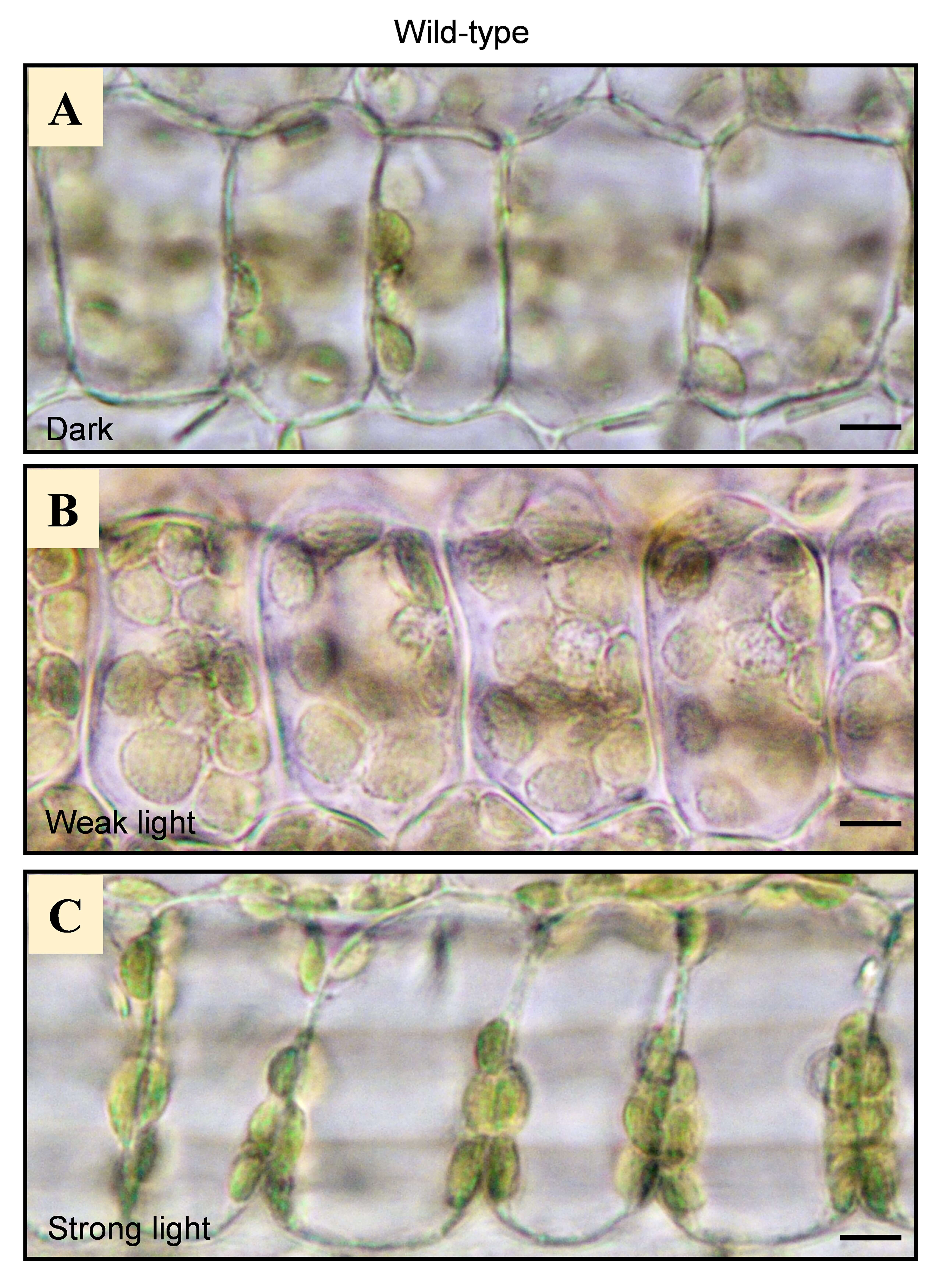 Imaging of Chloroplast Movement Responses to Light Stimulation in Different Intensities in Rice