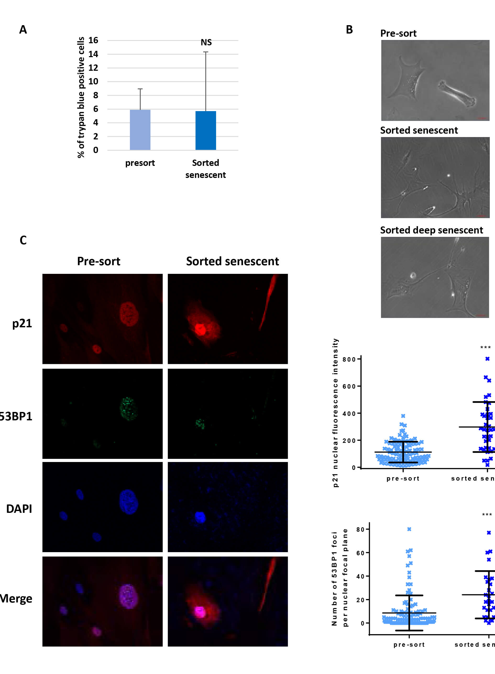 Flow Cytometry-based Method for Efficient Sorting of Senescent Cells