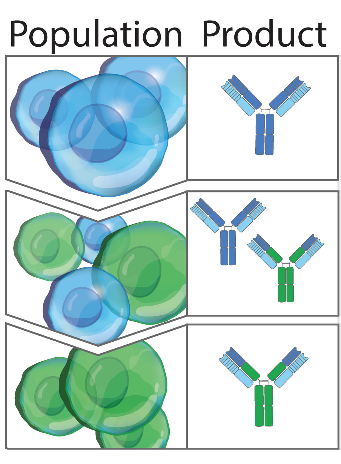 杂交瘤细胞中基于 CRISPR/Cas9 的免疫球蛋白位点工程