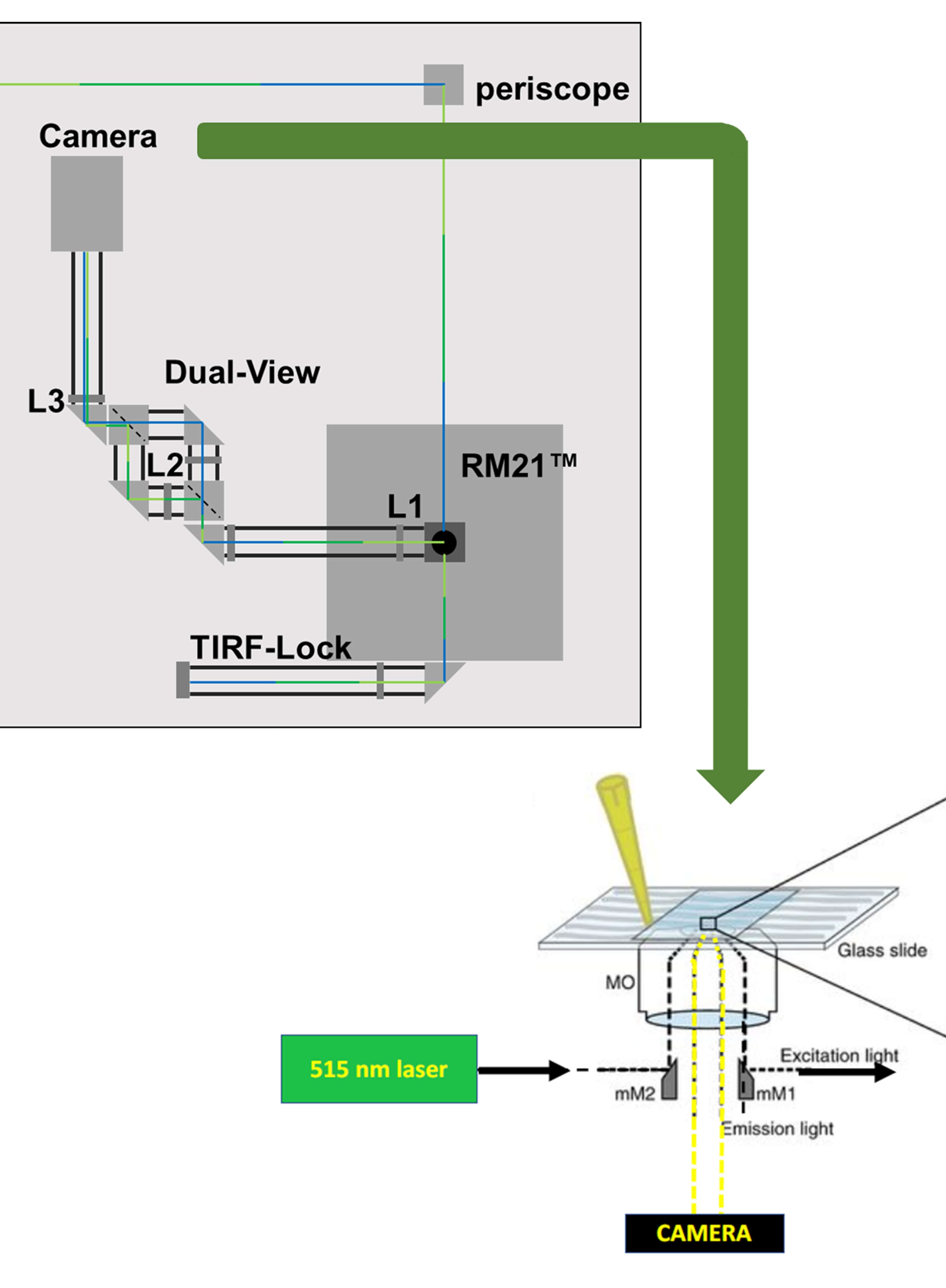 Imaging Membrane Proteins Using Total Internal Reflection Fluorescence Microscopy (TIRFM) in Mammalian Cells