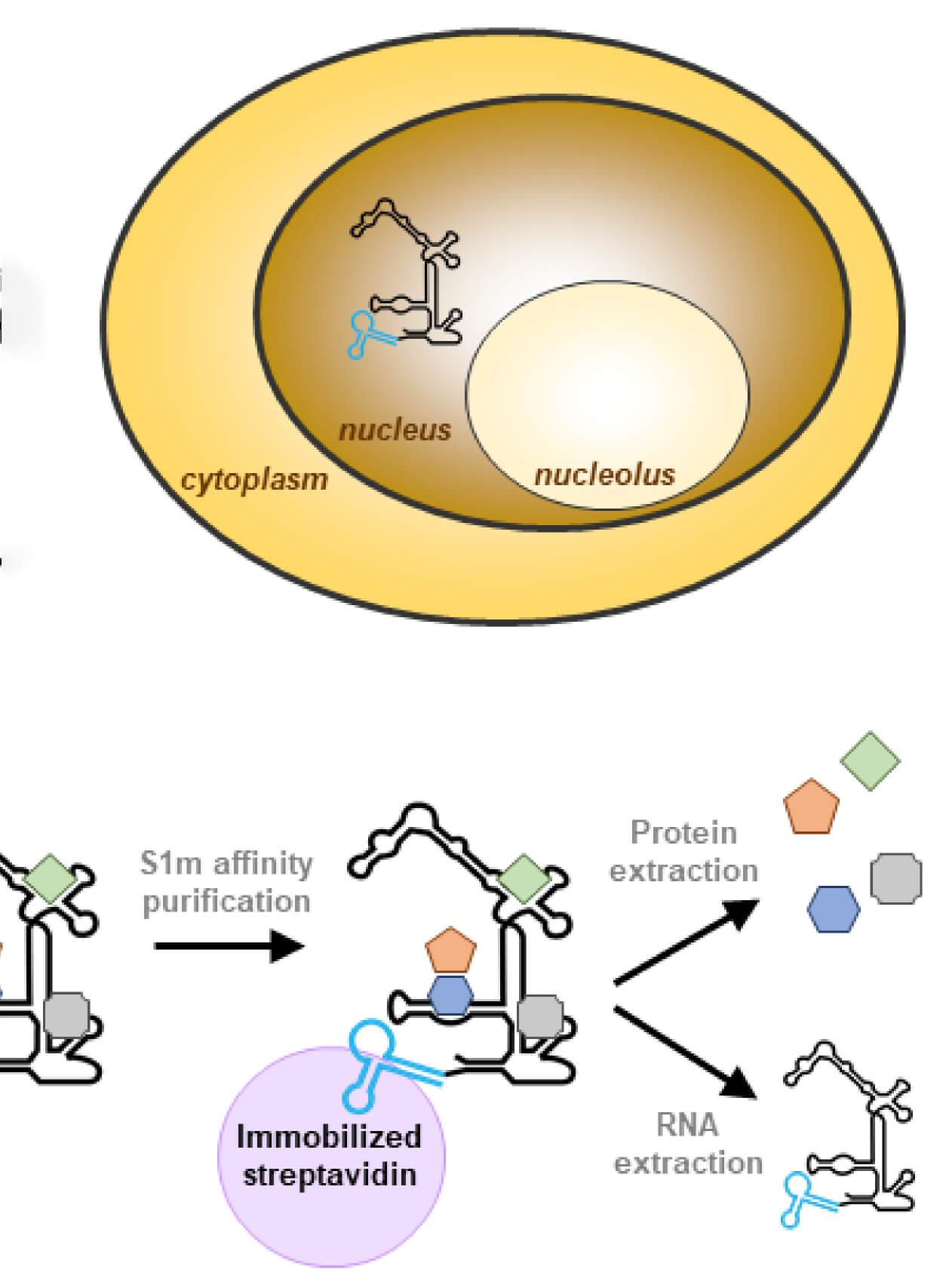 A Novel Method to Isolate RNase MRP Using RNA Streptavidin Aptamer Tags