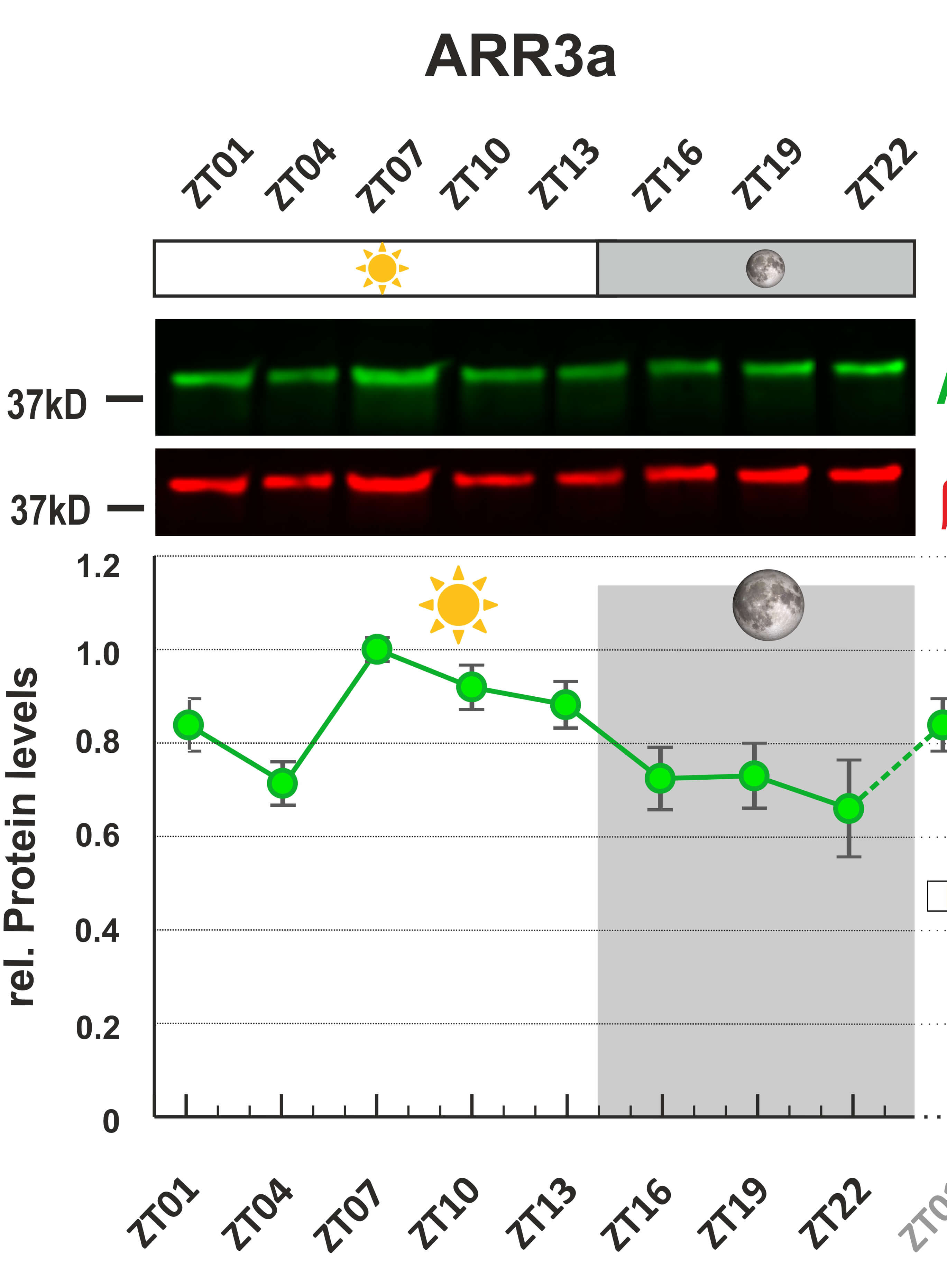 Detection of Zebrafish Retinal Proteins by Infrared Western Blotting 