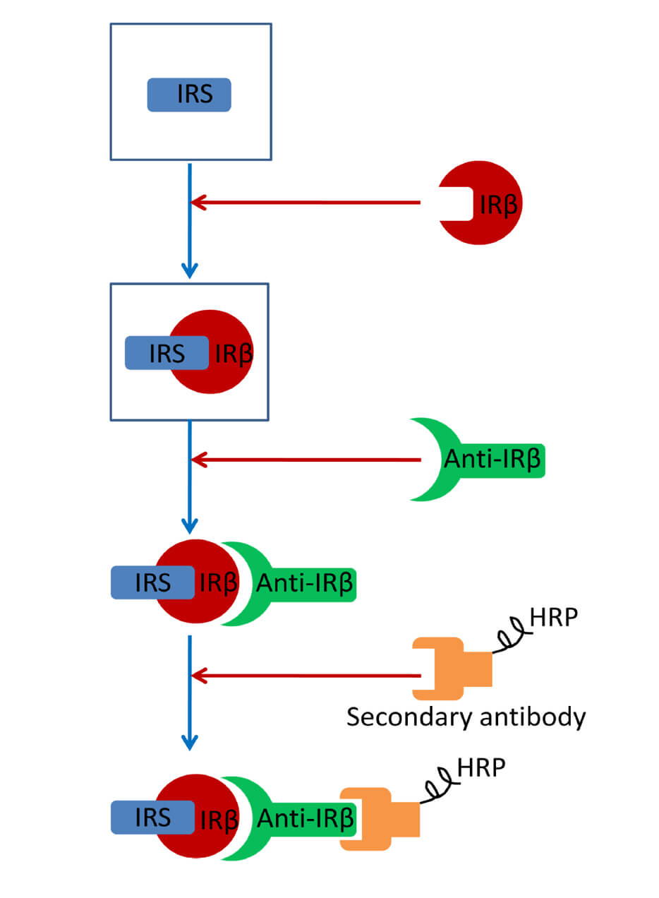 Far-western Blotting Detection of the Binding of Insulin Receptor Substrate to the Insulin Receptor