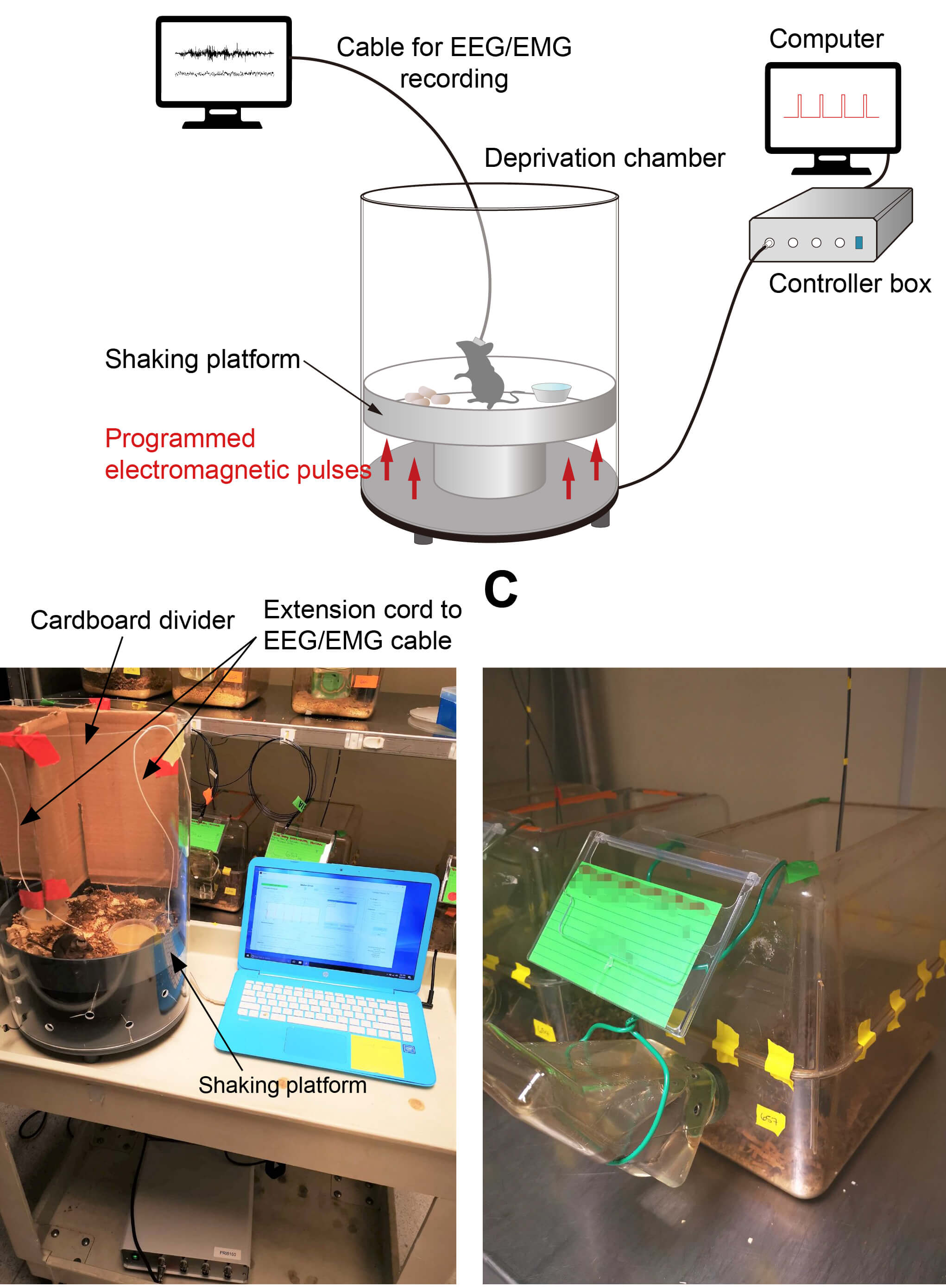 Automated Sleep Deprivation Setup Using a Shaking Platform in Mice 