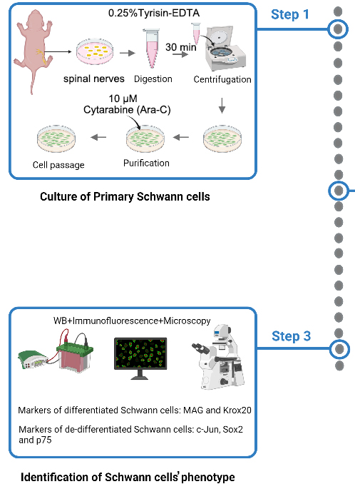 Establishment of an in vitro Differentiation and Dedifferentiation System of Rat Schwann Cells