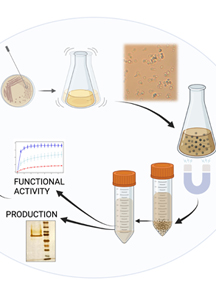 Optimized Expression and Isolation of Recombinant Active Secreted Proteases Using <i>Pichia pastoris</i>