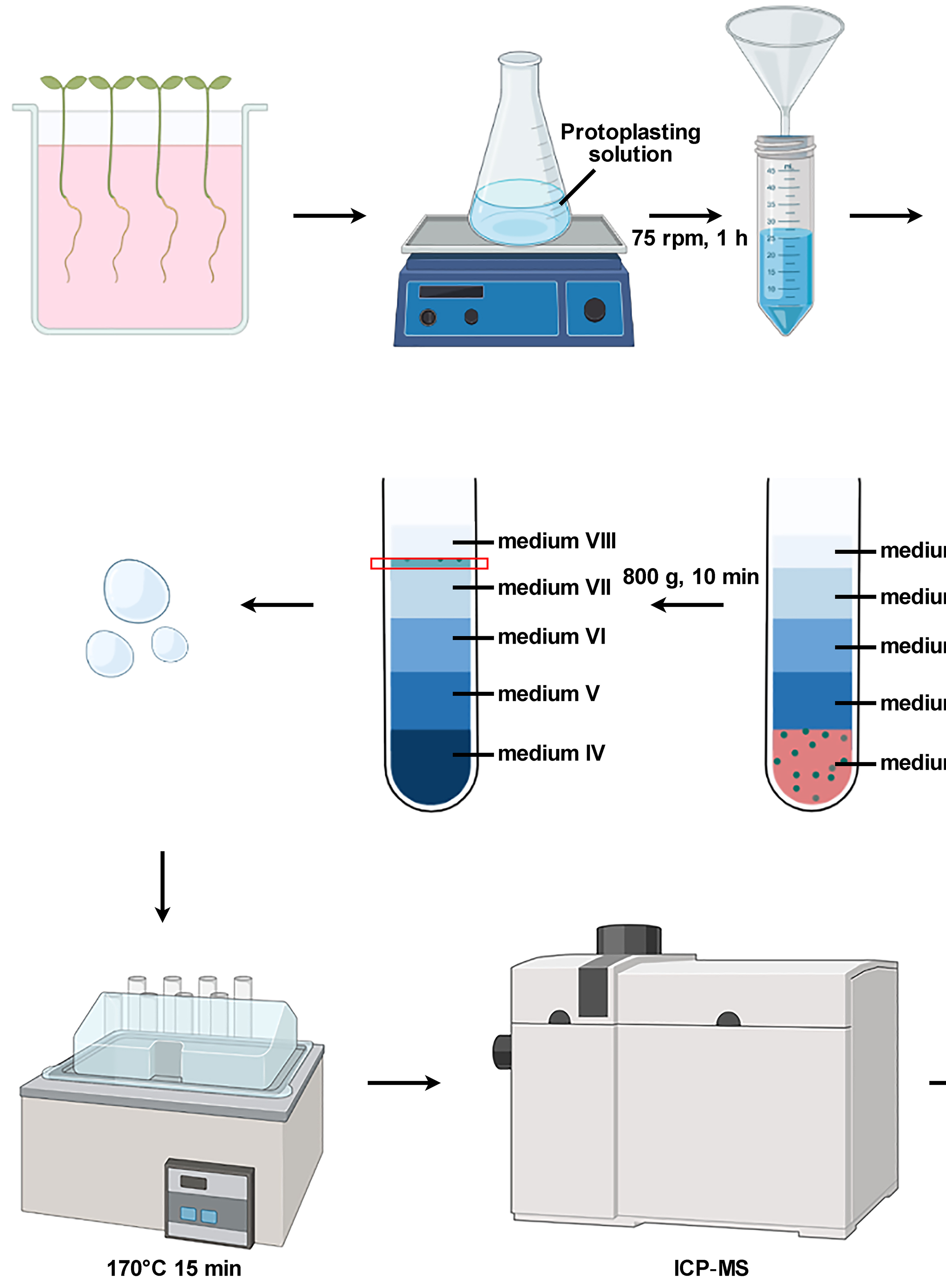 拟南芥根原生质体完整液泡的分离及元素分析