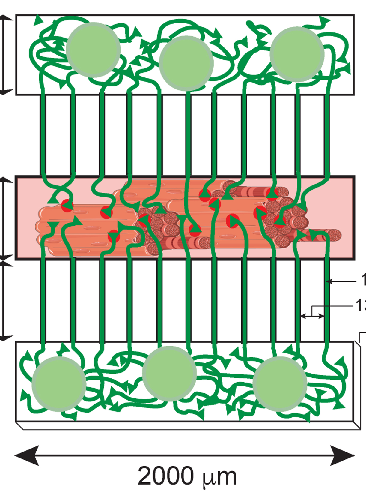 3D Compartmentalised Human Pluripotent Stem Cell–derived Neuromuscular Co-cultures