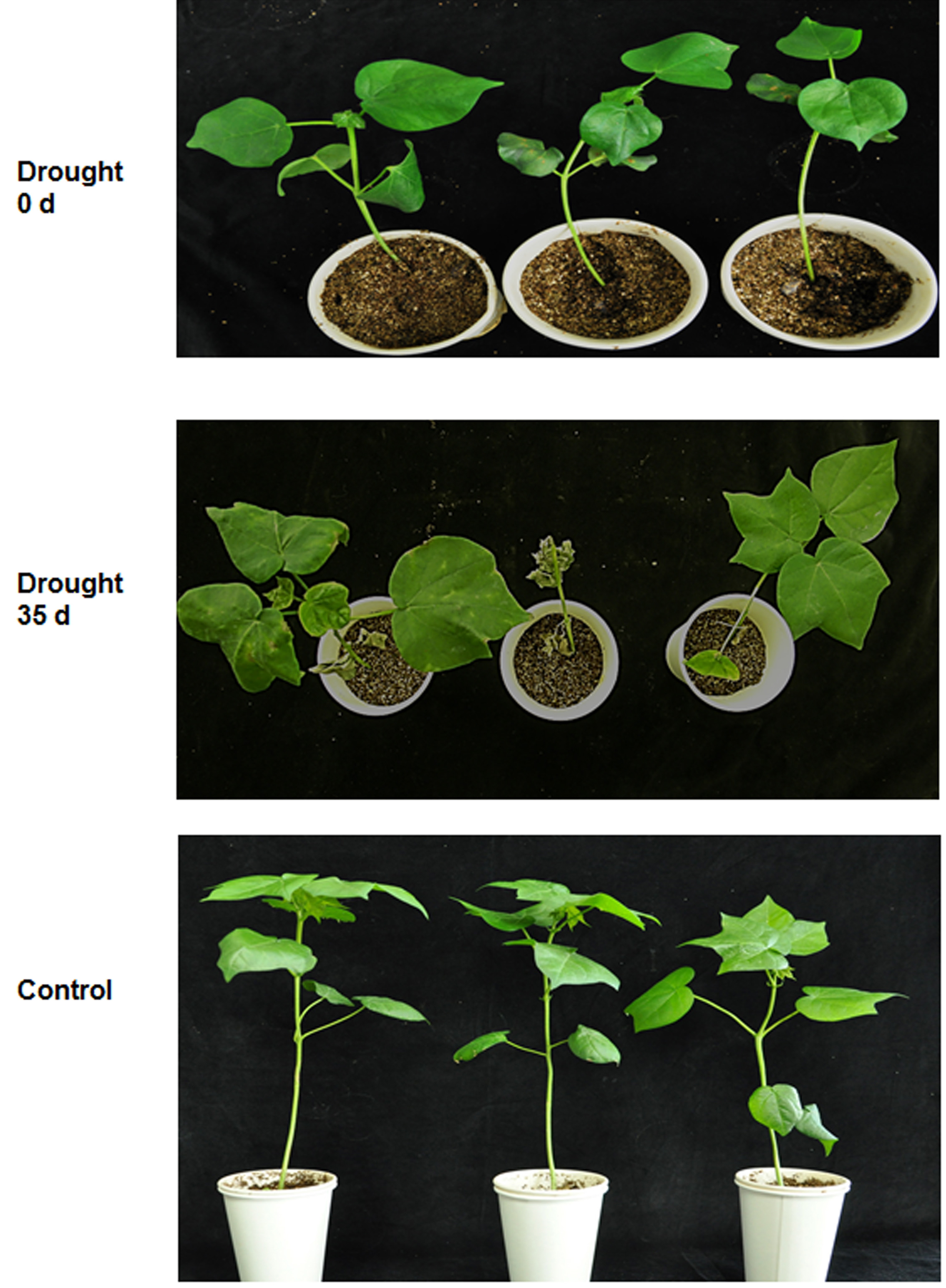 Correction Notice: Measurements of Proline and Malondialdehyde Contents and Antioxidant Enzyme Activities in Leaves of Drought Stressed Cotton
