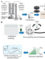 A Miniature Sucrose Gradient for Polysome Profiling