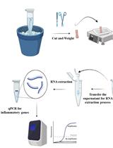 从小鼠结肠组织中分离 RNA 并采用qRT -PCR 检测炎症细胞因子