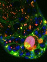 体外果蝇睾丸中吞噬作用的实时成像