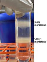 通过无 EDTA 蔗糖梯度离心法分离大肠杆菌的内膜和外膜