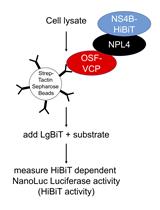 使用 HiBiT 标签依赖性荧光素酶活性测量的蛋白质下拉分析
