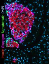 The Assessment of Beta Cell Mass during Gestational Life in the Mouse