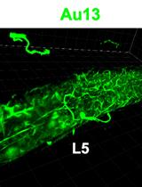In situ Microinflammation Detection Using Gold Nanoclusters and a Tissue-clearing Method