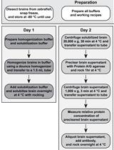 Isolation of Immunocomplexes from Zebrafish Brain