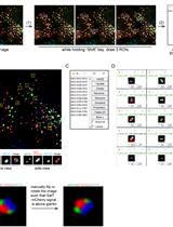 Visualizing the Cisternal Organization of Golgi Ministacks in HeLa Cells by Side-averaging